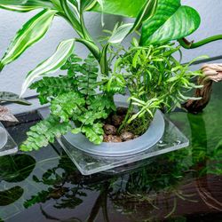 Fish tank Plant Holder