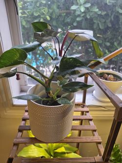 Rare Exotic Plants