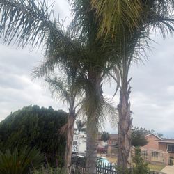 Palmas