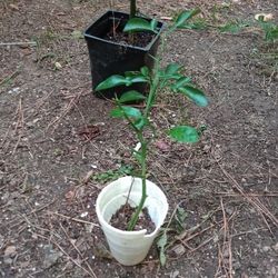 Hardy Orange Tree ( Pls Read Description Below)