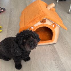 Dog/cat House 
