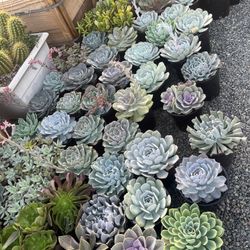 Weekend Sale Saturday And Sunday The 27 One Galón Of Succulents $6 Each 