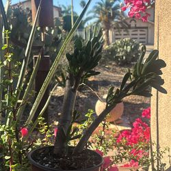 Jade plant