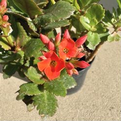 Widow's thrill Flower Plant