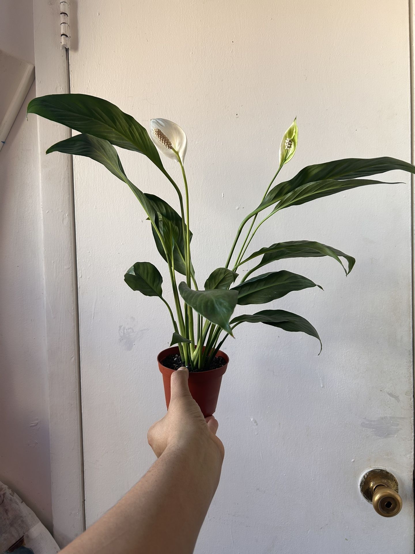 Peace Lily Read Description⤵️ I’m Not Replying Back To Hi Is This Still Available 🙄