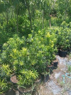 Podocarpus Hedges 3gl $6