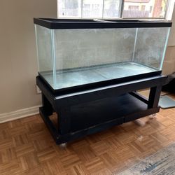 Fish Tank 