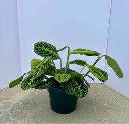 Maranta lemon lime 6” pot A