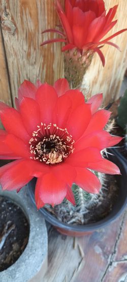 Cactus plant 🌵.