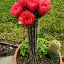 Beautiful Cactus With Flowers Big Flowers