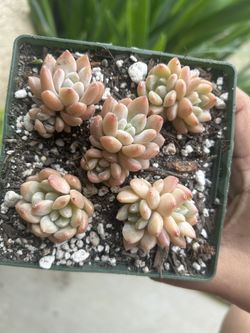 Korean Import Echeveria Milk Beauty 