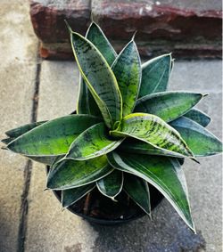 Sansevieria Snake Hanhii Sliver Star