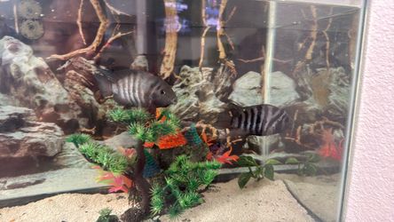 fish decore