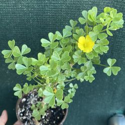 Oxalis Gigantea Live Blooming Plant, Is In 6 Inch Pot Pick Up Only