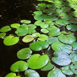 frogbit plant
