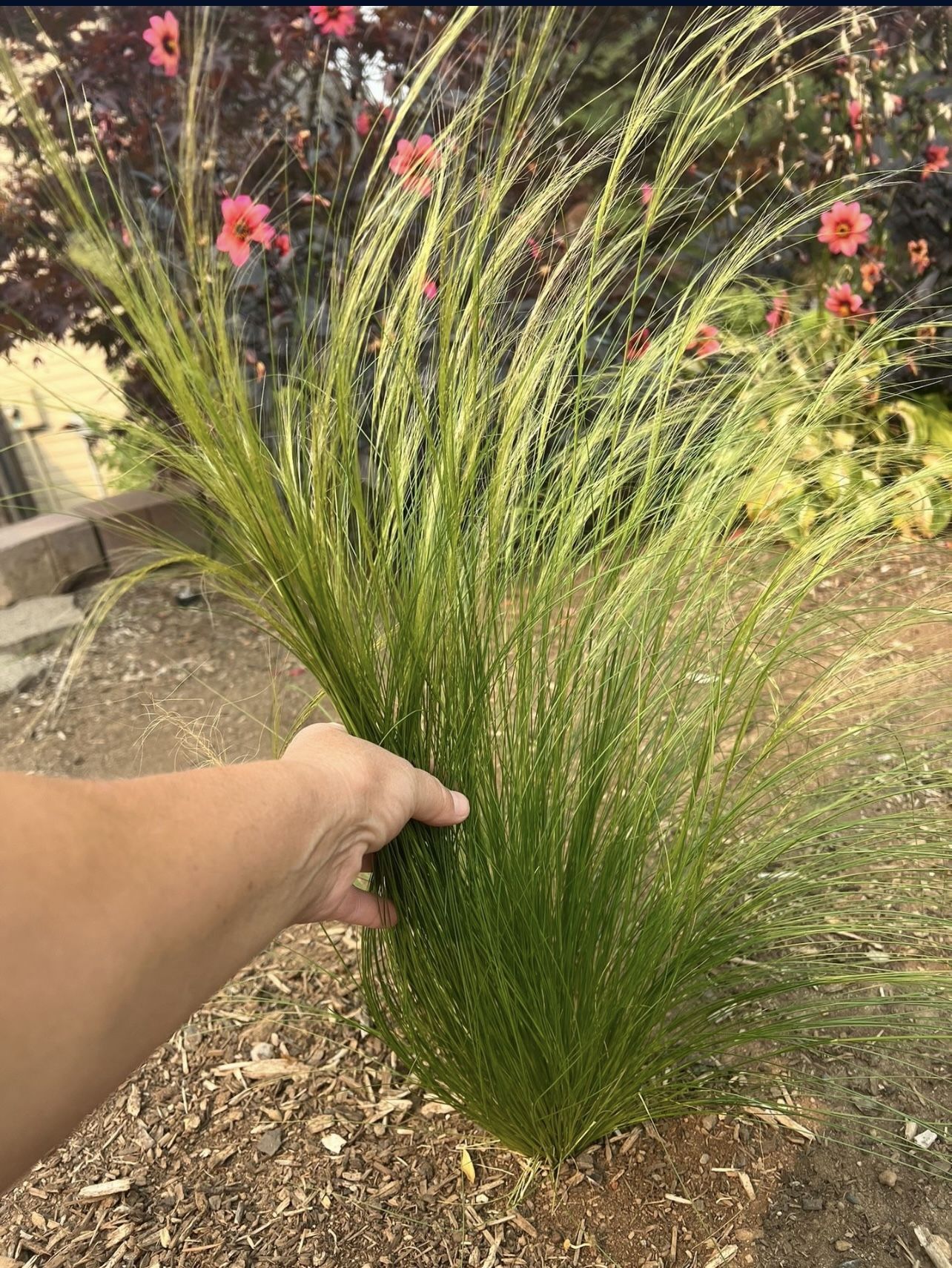 Decorative Grass