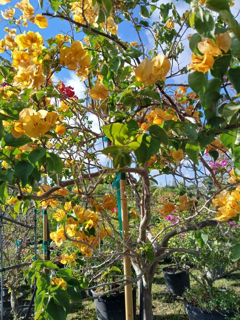 Bouganvillea Tree $300.00,All Products : American Fashion Style Bags On Sale