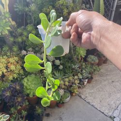 Trailing Jade Succulent 