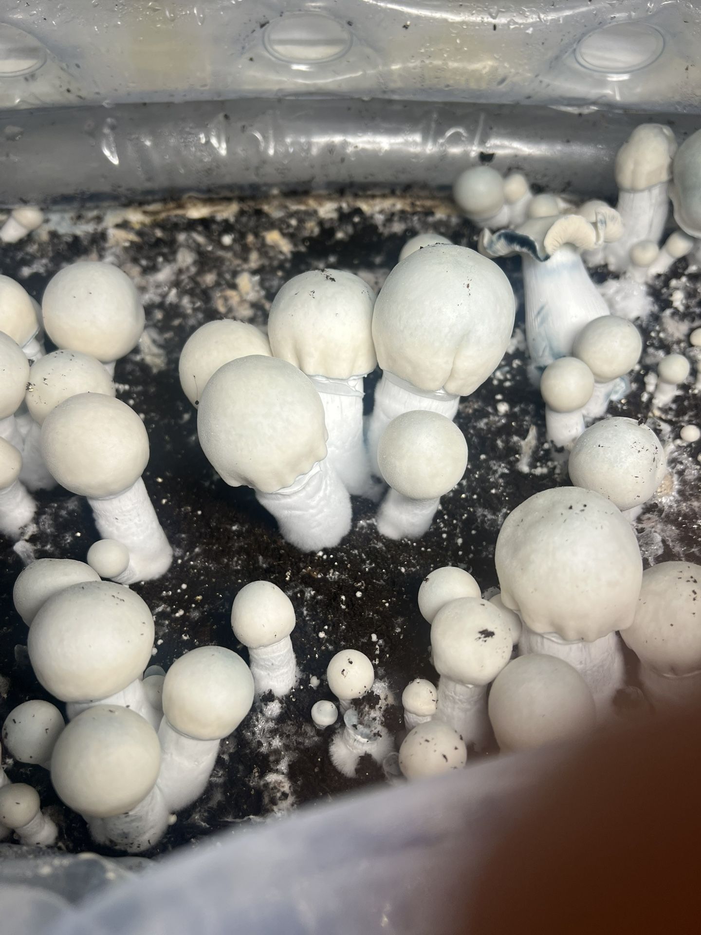 Medicinal mushrooms for the health conscious individual