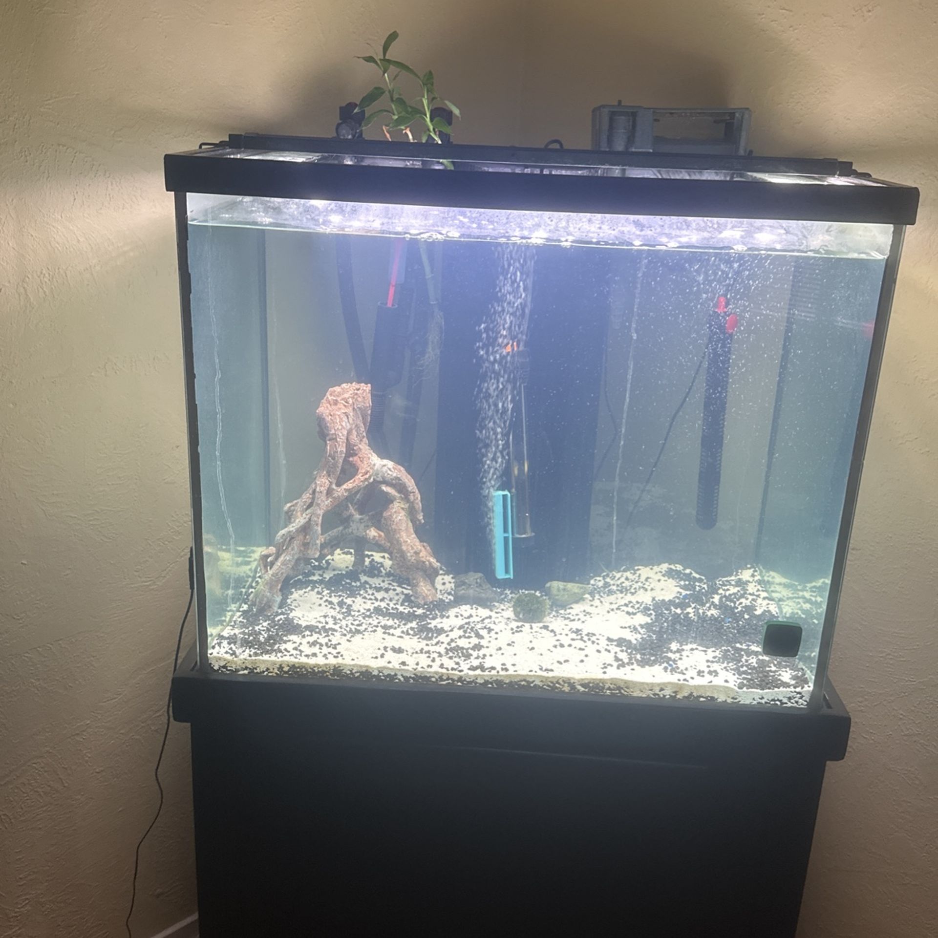 60 Gallon Cube Aquarium
