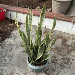 5 Gallon Snake Plant 