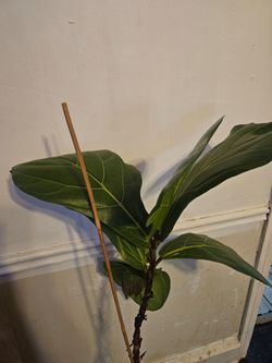 Plant and pot for sale