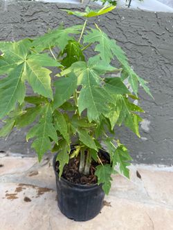 Papaya plants