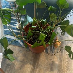 Elephant Ear House Plant. 