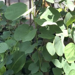 Árbol Pezuña De Vaca Es Muy Bueno Para Tea Para Diabetes O Para Calvis De Pelo Tiene Muchas Beneficios El Árbol Es De 5galones Y De 5 Pies Ft