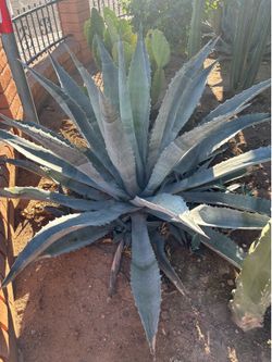 Giant blue agave $300