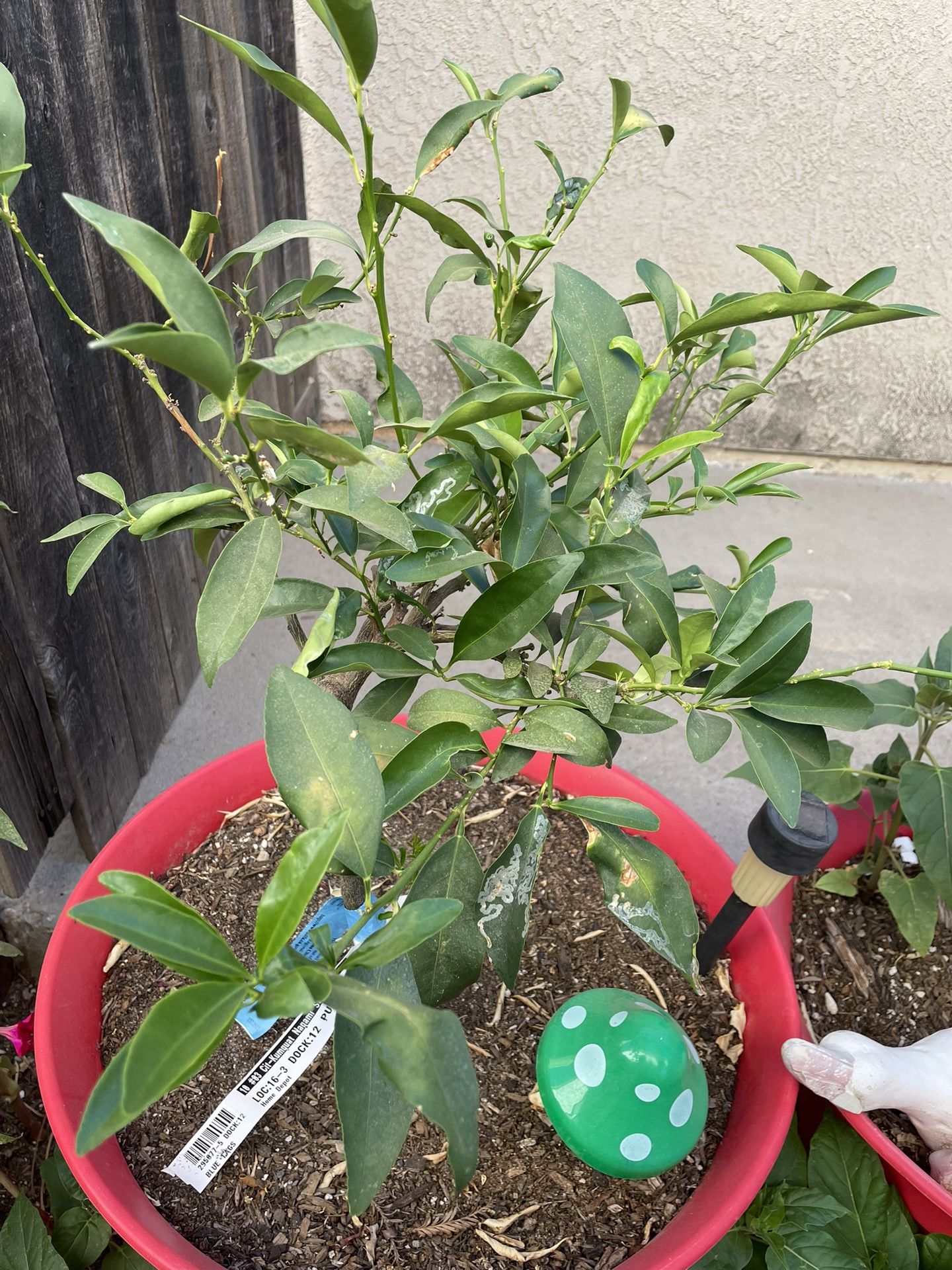 Kumquat Citrus Plant Tree