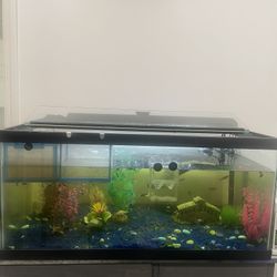 Aquarium with fish and equipment