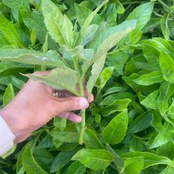 Longevity Spinach “Insulin Plant” Cutting 