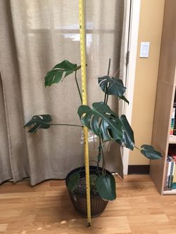 Monstera Plant