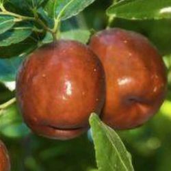 Jujube Tree