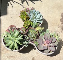 Succulent arrangements