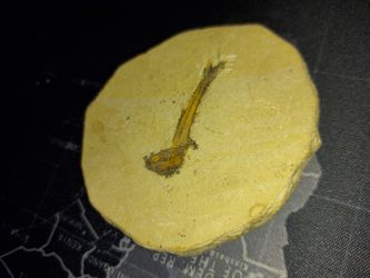 Fish fossil