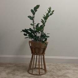 Rattan Planter With Zz Plant