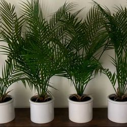 5 Fake Palm Plants