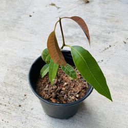 Organic Mango Plant 