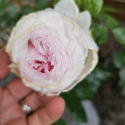 Rose Shrub (Earth Angel)