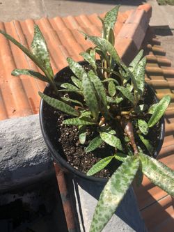 Rare Plant