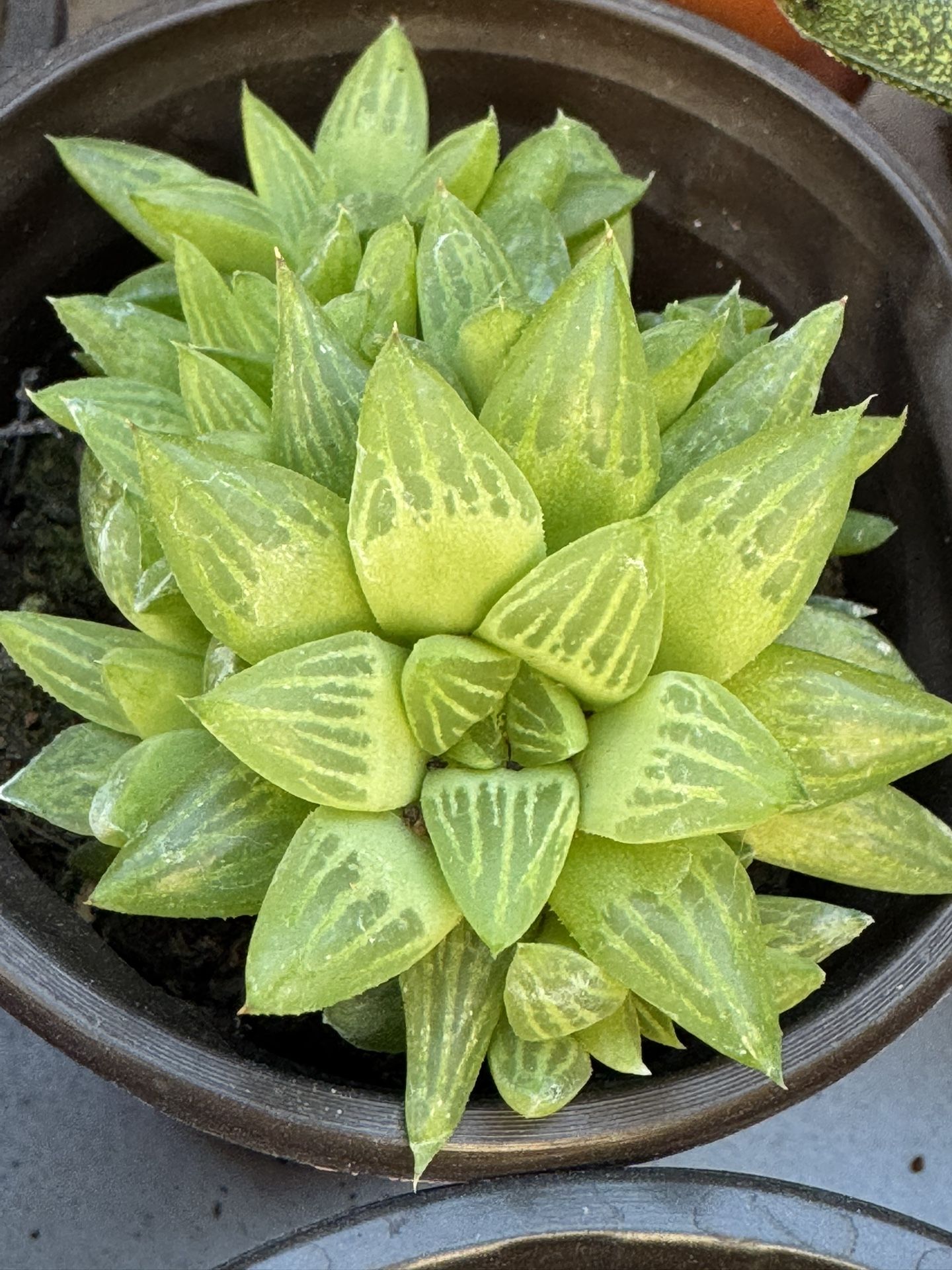 Succulents Plants 4”pot