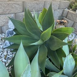 Foxtail Agave Succulent