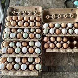 Fresh Eggs! Not Fertilized. Eggs For Eating 