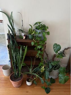 Monstera plant + misc plants