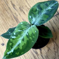 Rare Aglaonema Tricolor Pictum Plant / Free Delivery Available 