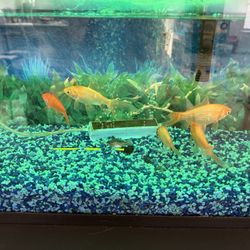 Large Fish Tank