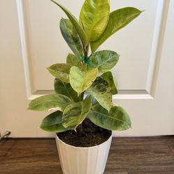 Ficus Shivereana