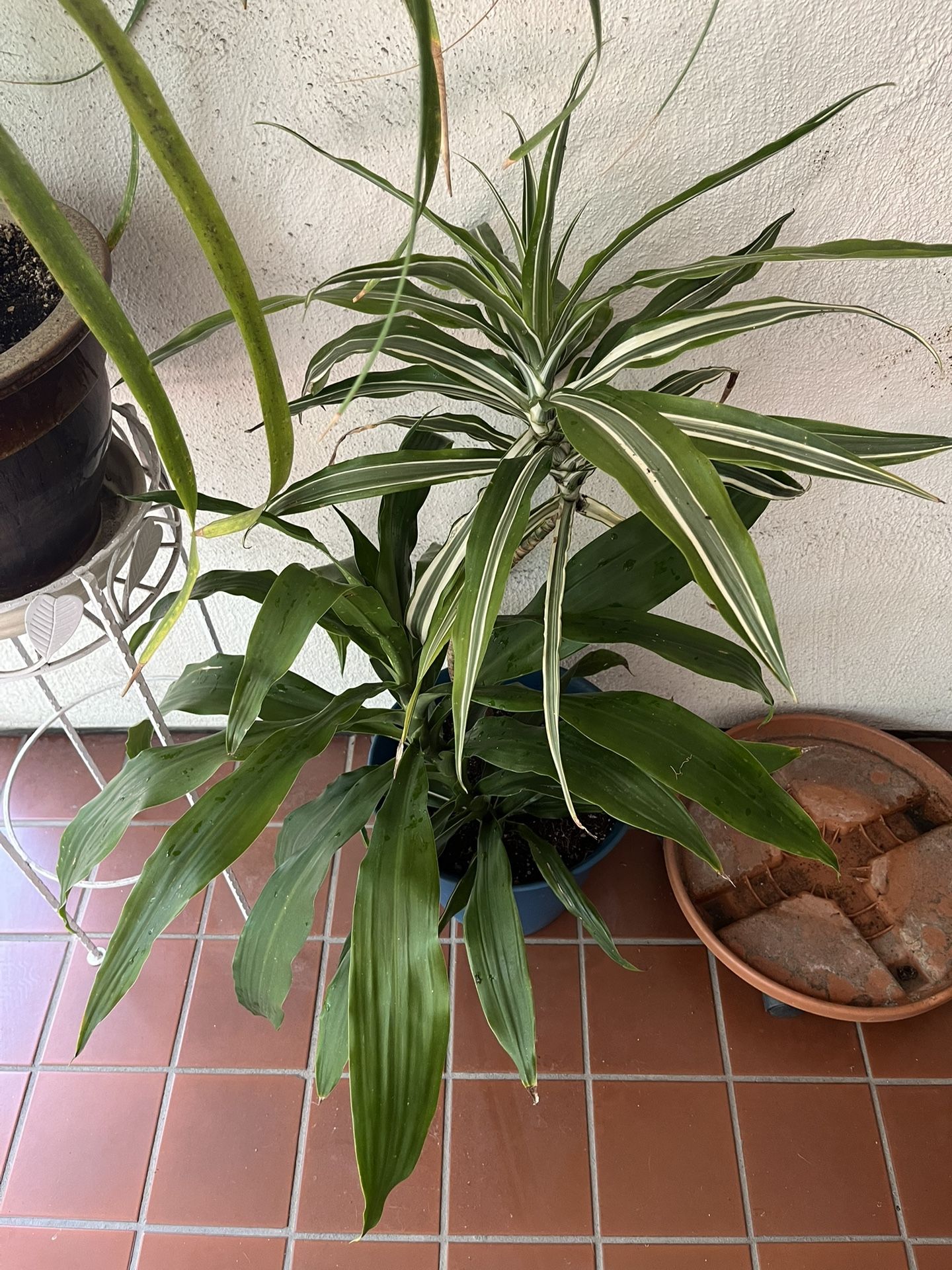 Indoor / Outdoor House Plants 🪴 in a pot. 